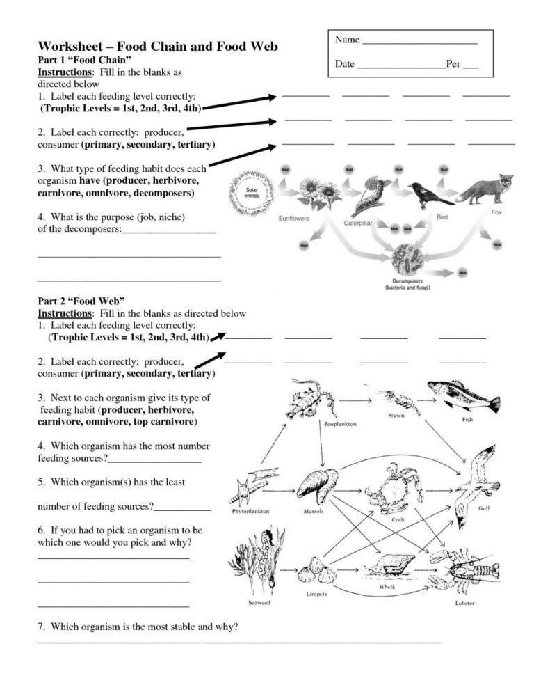 Food Web Worksheet 1st Grade