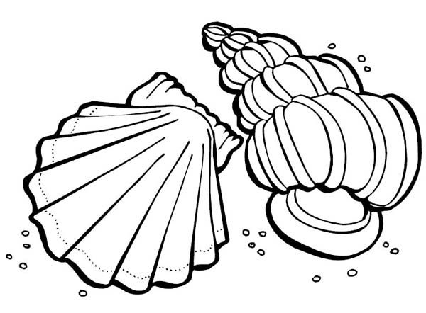 Seashell Coloring Page