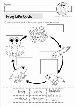 Life Cycle Of A Frog Worksheet Kindergarten