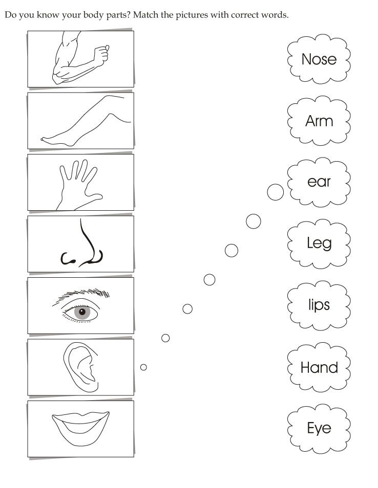 Body Worksheet For Preschool