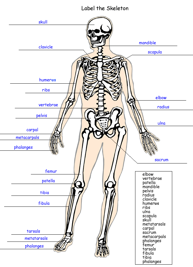 Skeletal System Worksheet