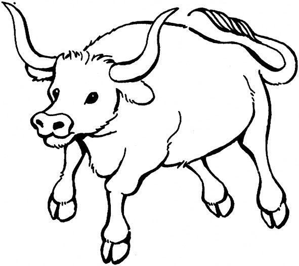 Bull Coloring Pages