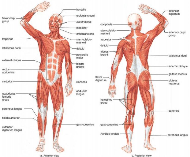 Muscular System Worksheet Answers