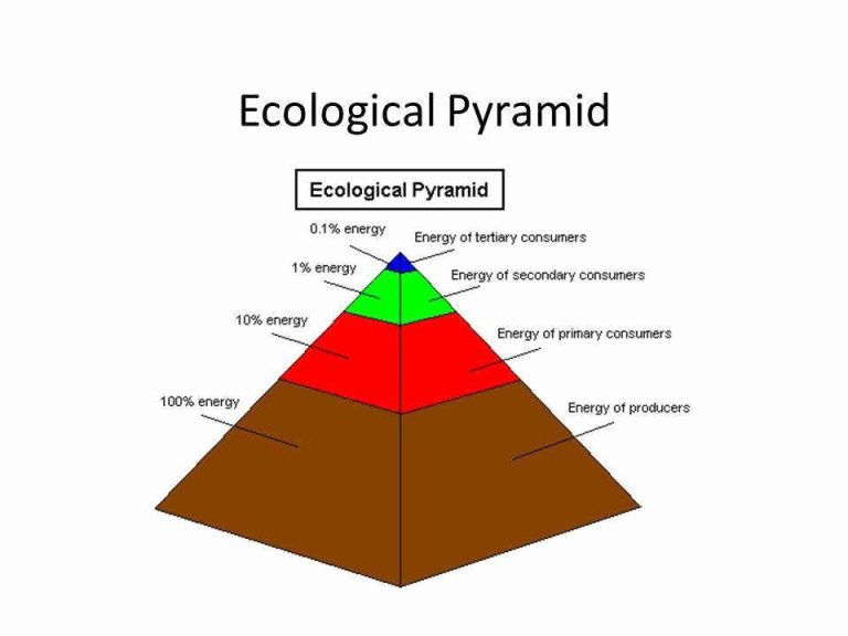 Energy Pyramid Worksheet Answer Key