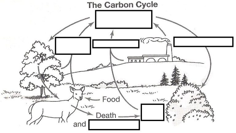 Carbon Cycle Worksheet