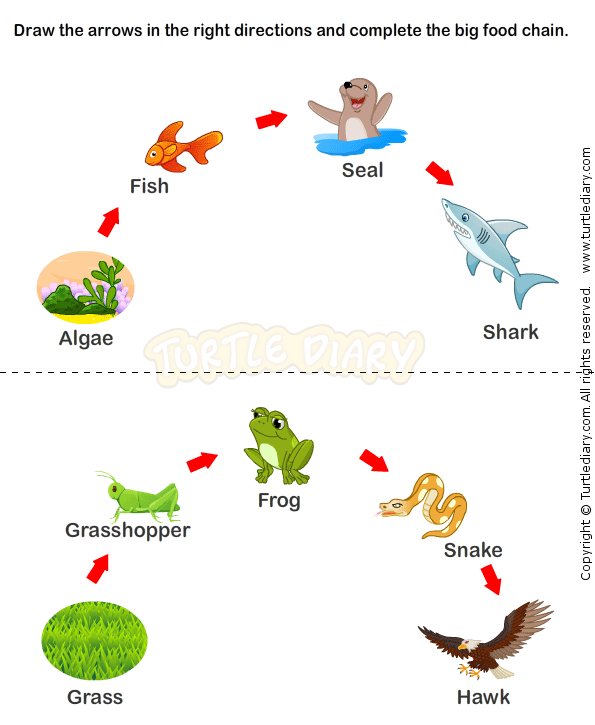 Food Chain Worksheets Free