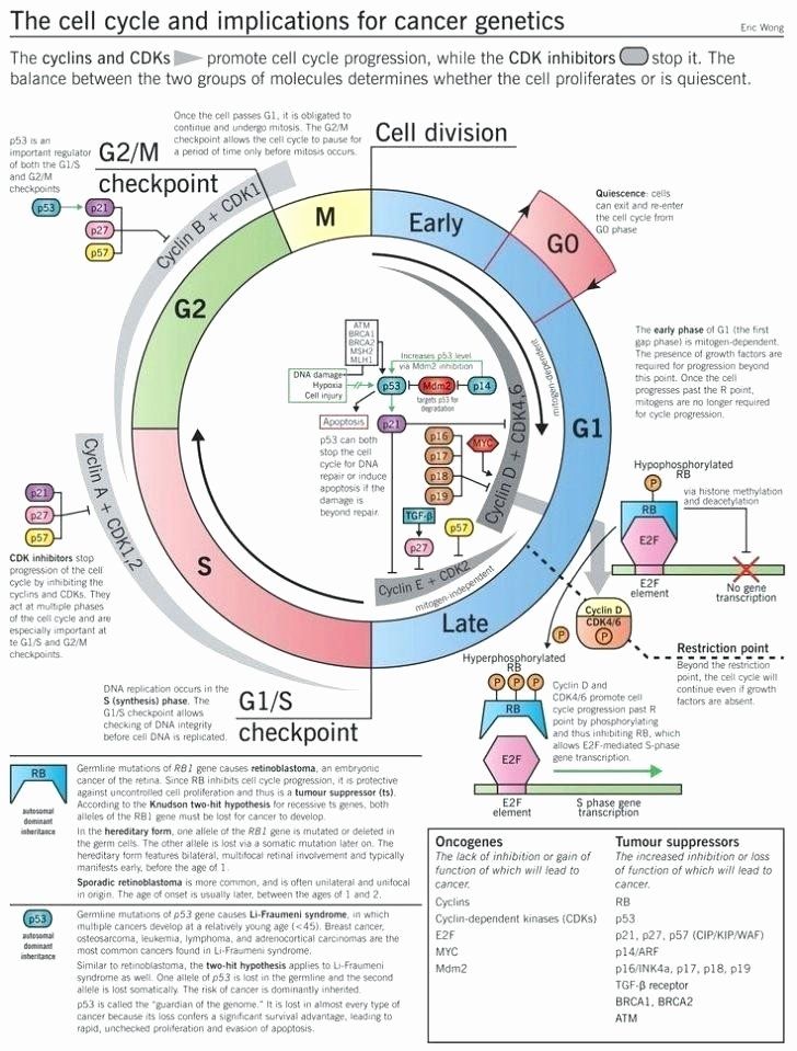 Meiosis Worksheet Cells Alive Mitosis Phase Worksheet Answer Key