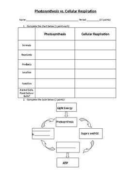 Photosynthesis And Respiration Worksheet Answers