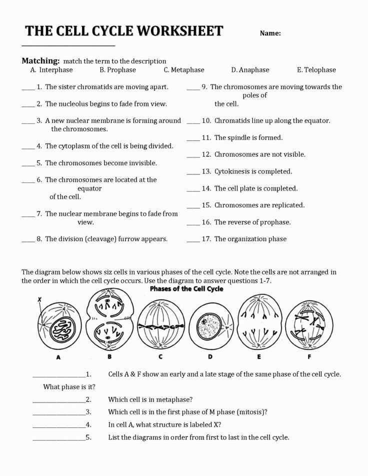 Mitosis Worksheet Matching Answers