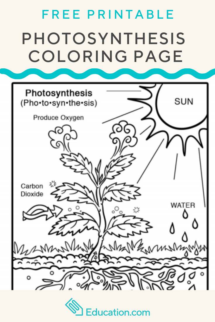 Photosynthesis Worksheet Pdf