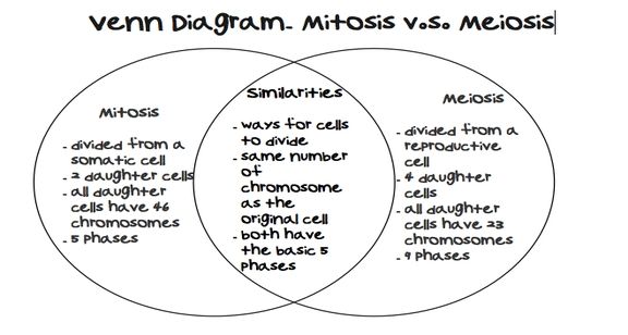 Meiosis Worksheet Key