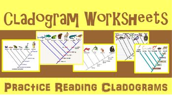 Cladogram Worksheet Key