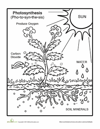 Photosynthesis Process Diagram Worksheet