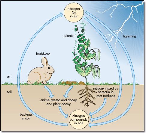 Nitrogen Cycle Worksheets Grade 8