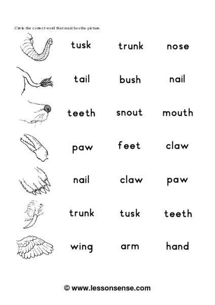 Body Part Worksheet For Preschool