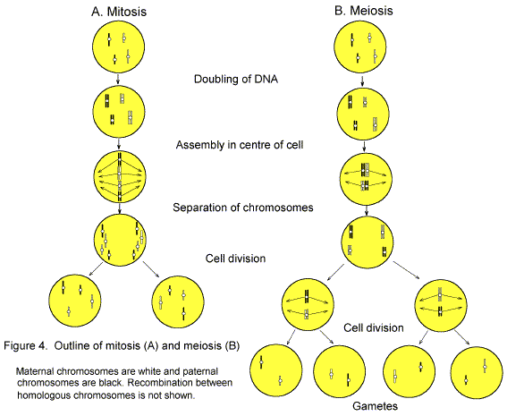 Meiosis Practice Worksheet