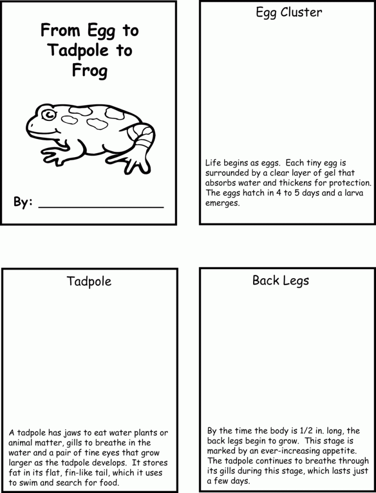 Life Cycle Of A Frog Worksheet 3rd Grade