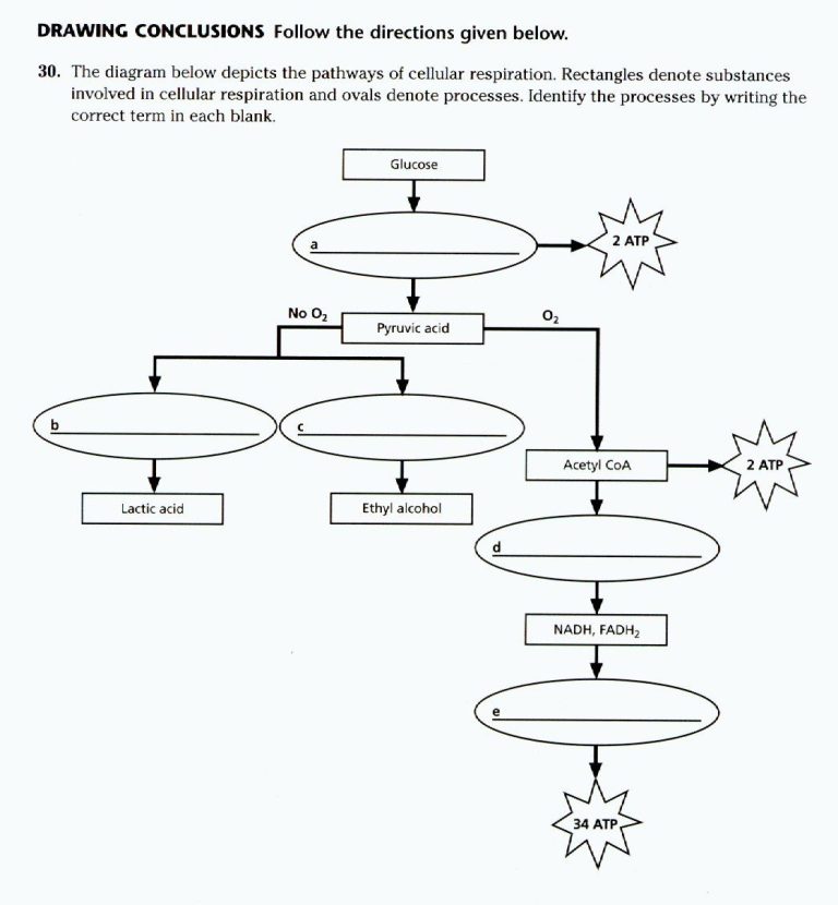 Cellular Respiration Worksheet