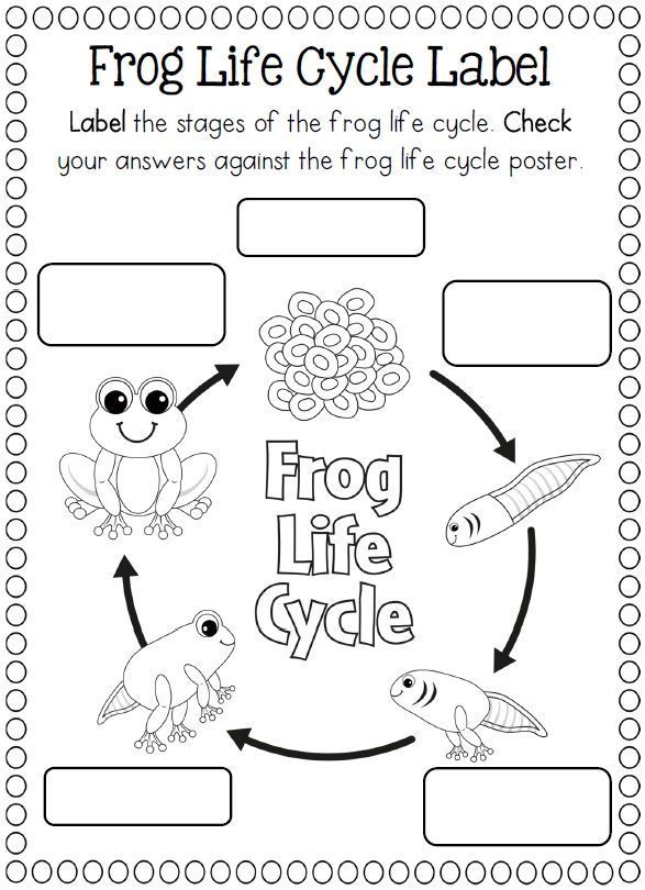 Life Cycle Of A Frog Worksheet Cut And Paste