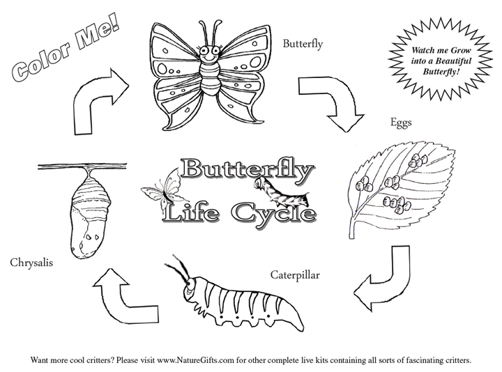 Life Cycle Of A Butterfly Printables Free