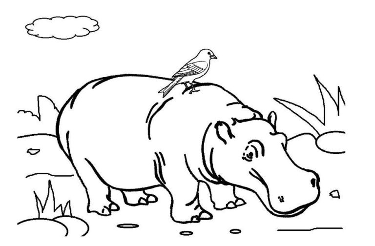 Hippo Coloring Pages