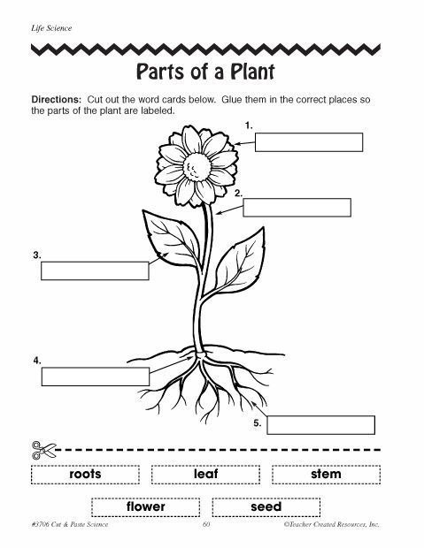 3rd Grade Science Worksheets Plants