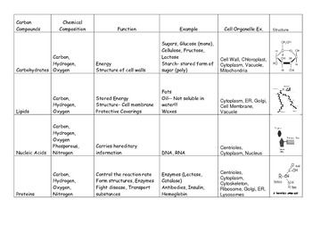 Macromolecules Worksheet Answers