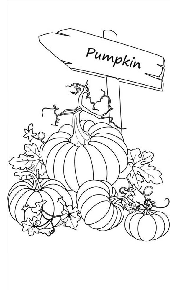 Pumpkin Coloring Sheet