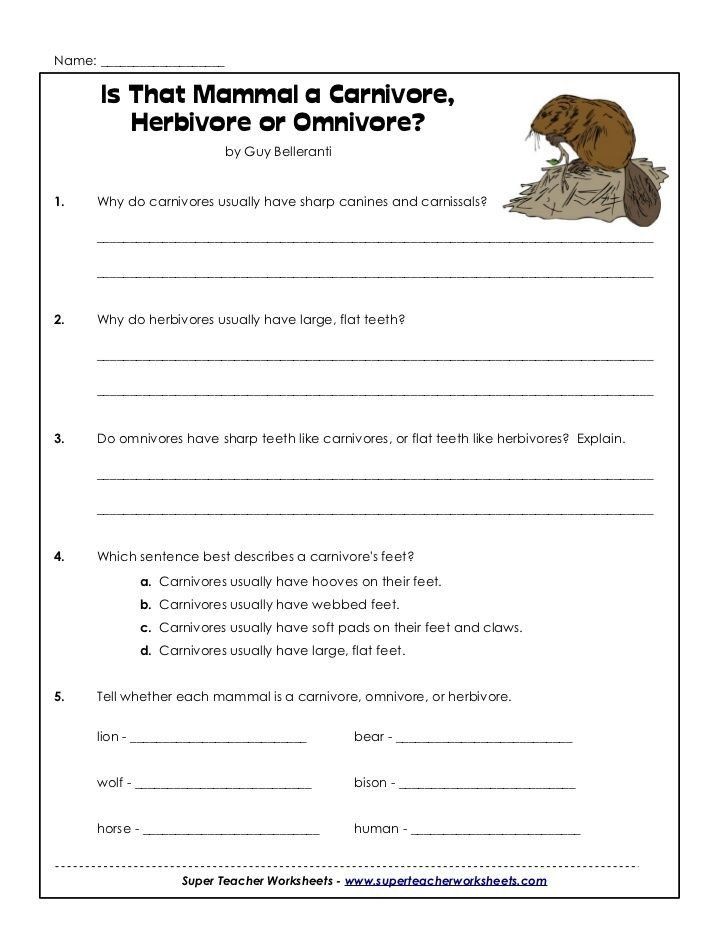 Ecological Pyramids Worksheet Answers