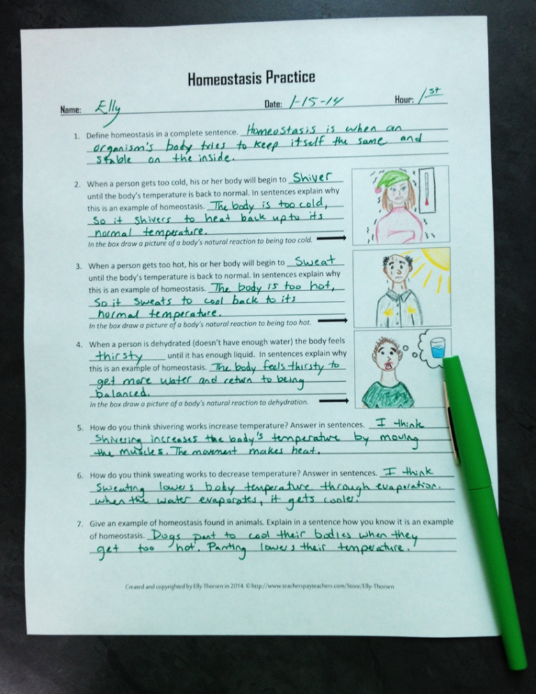 Homeostasis Worksheet Answer Key