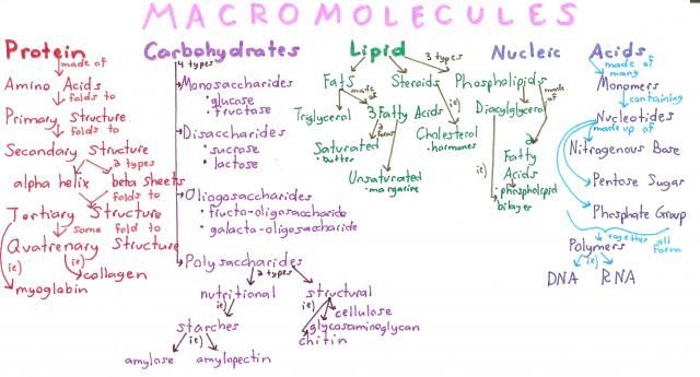 Macromolecules Worksheet Biochemistry #8 Answer Key