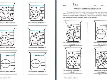 Diffusion And Osmosis Worksheet Answer