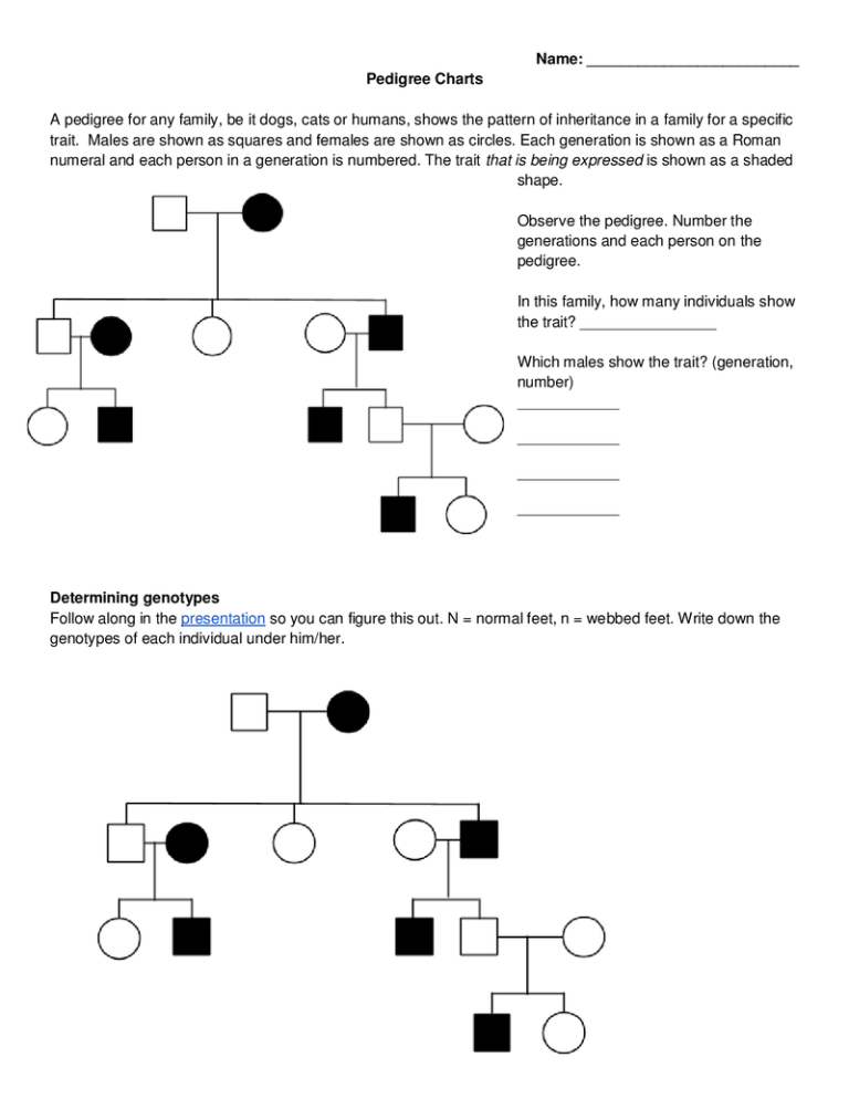 Pedigree Charts Worksheet Answers