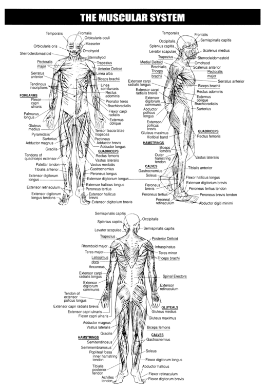 Muscular System Worksheet Answer Key