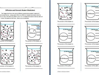 Diffusion And Osmosis Worksheet 7th Grade