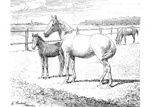 Horse Colouring In