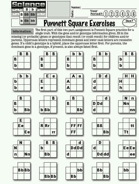 Punnett Square Worksheet Answer Key