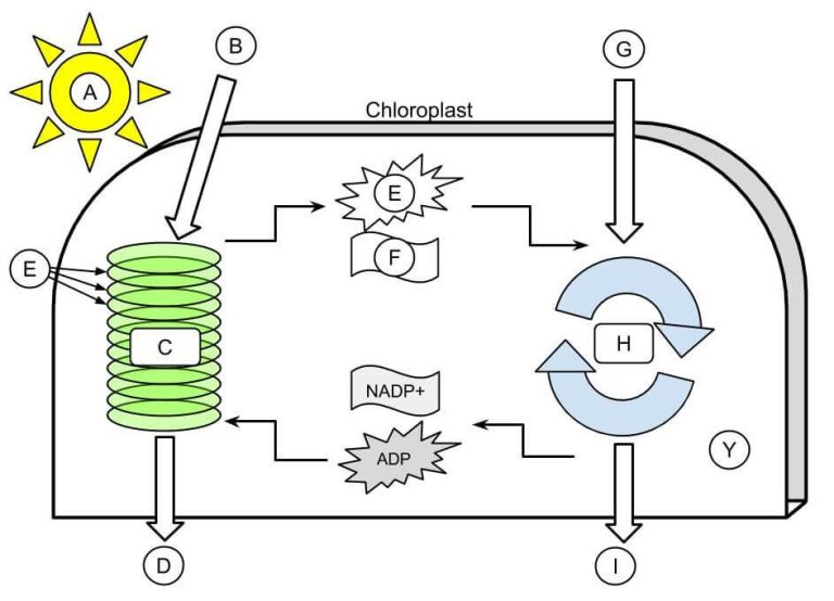 Photosynthesis Diagram Worksheet Answer Key