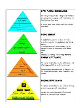 Biology Ecological Pyramids Worksheet