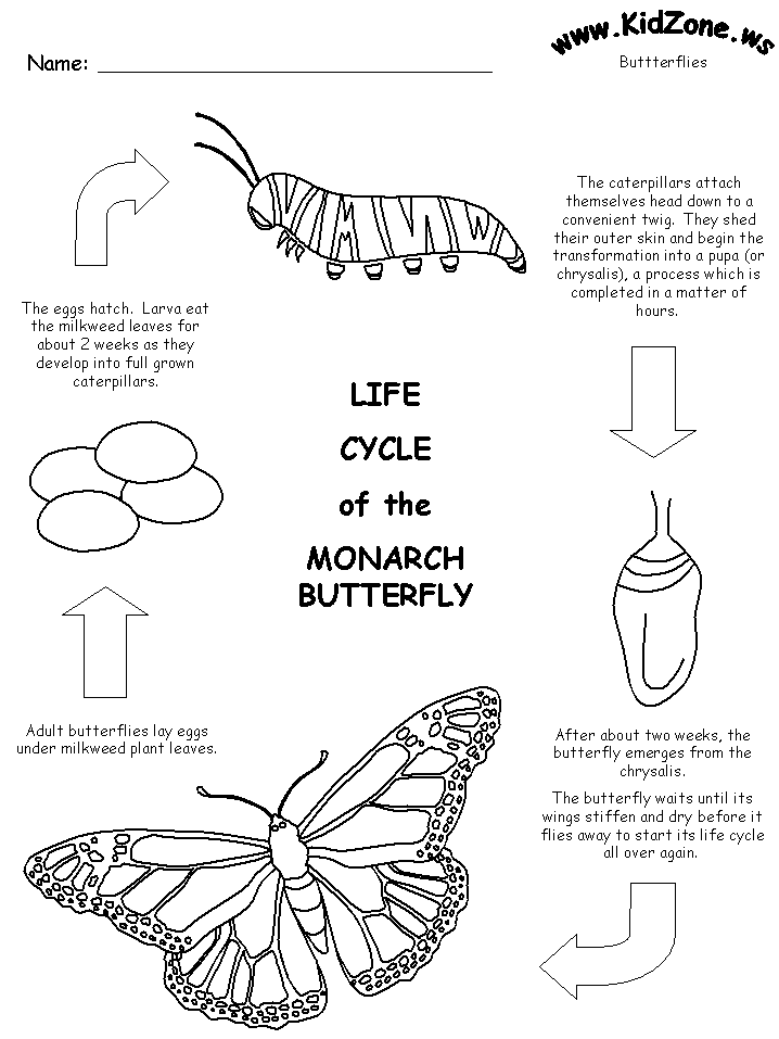 Butterfly Life Cycle Worksheet Printable