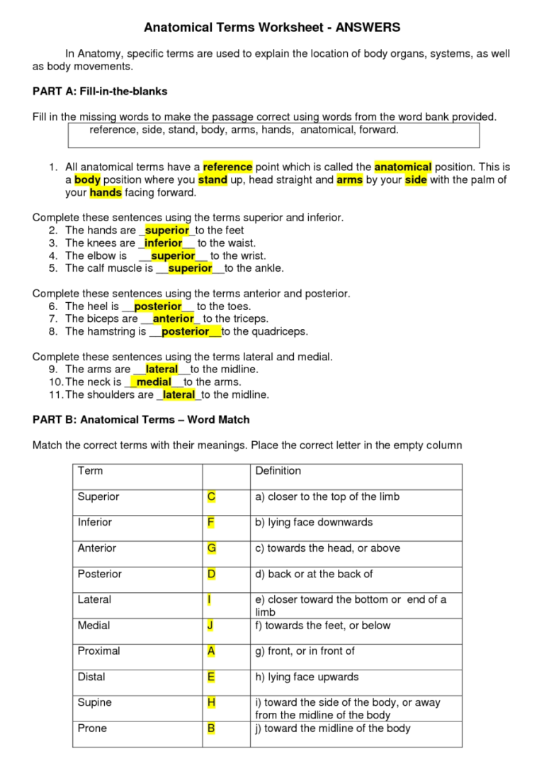 Anatomy Worksheets With Answers