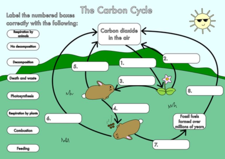 Nitrogen Cycle Worksheet Fill In The Blank