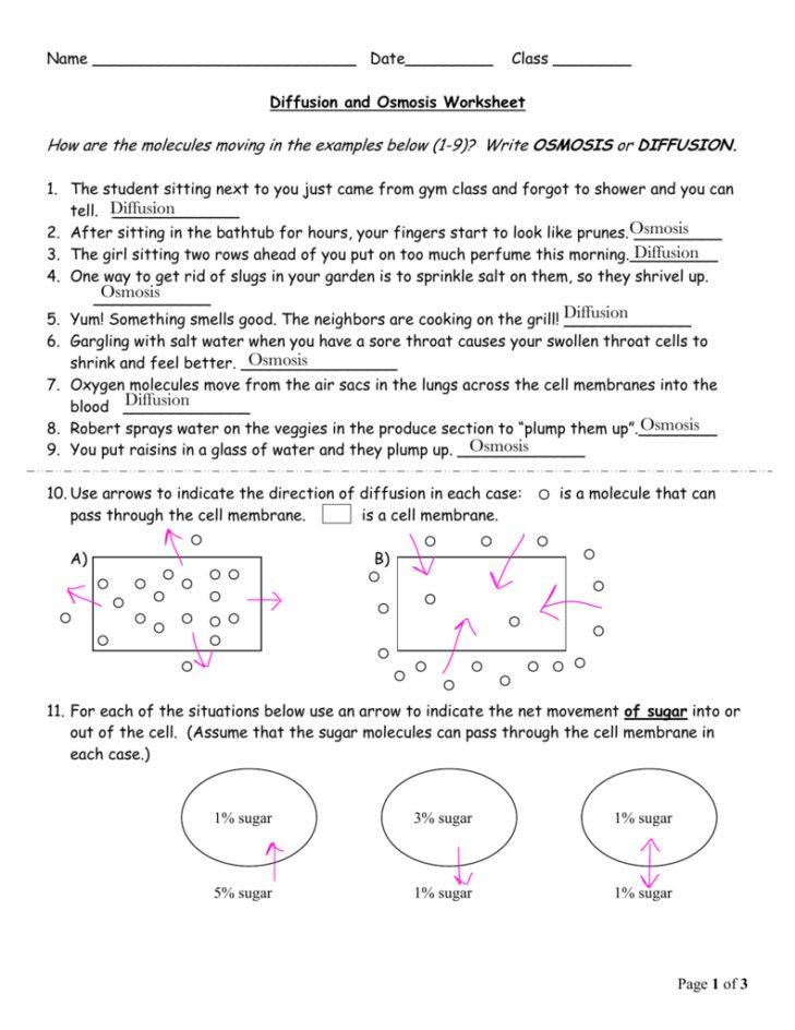 Diffusion And Osmosis Worksheet Answers Key Page 3