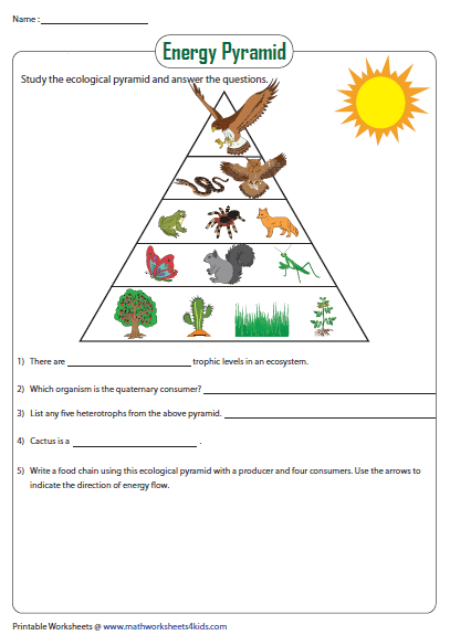 Energy Pyramid Worksheets