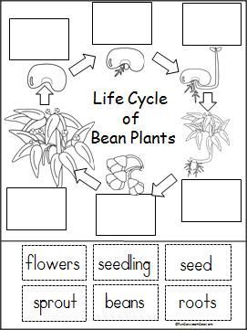 Plant Life Cycle Worksheet Answers