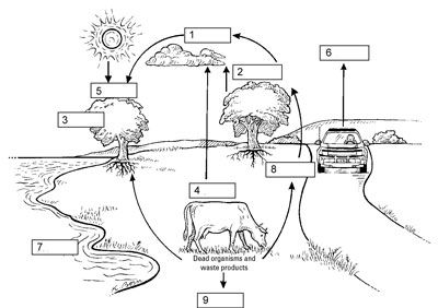 Carbon Cycle Worksheet Pdf