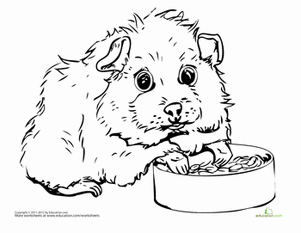 Guinea Pig Coloring Pages