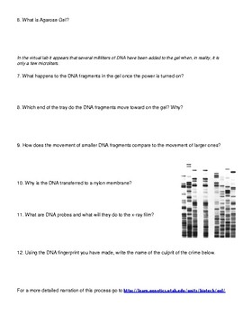 Dna Fingerprinting Worksheet Answer Key Pbs