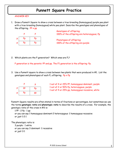 Punnett Square Worksheet Pdf Answers