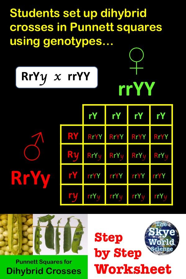 Punnett Square Dihybrid Cross Worksheet Answer Key